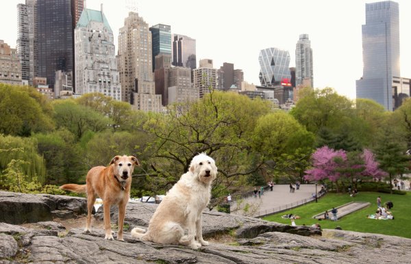 Dogs in central park