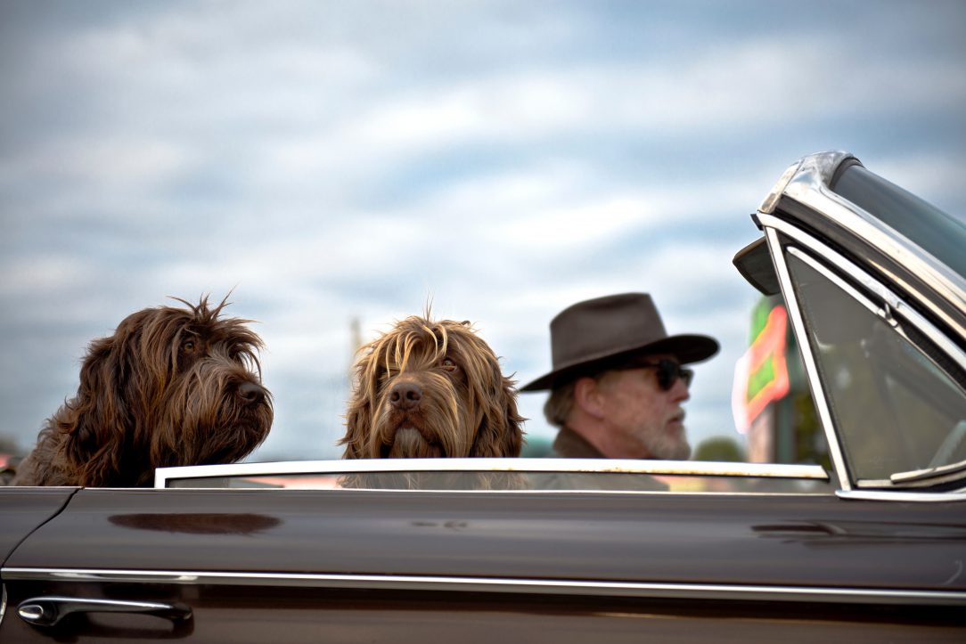 Two dogs in a car