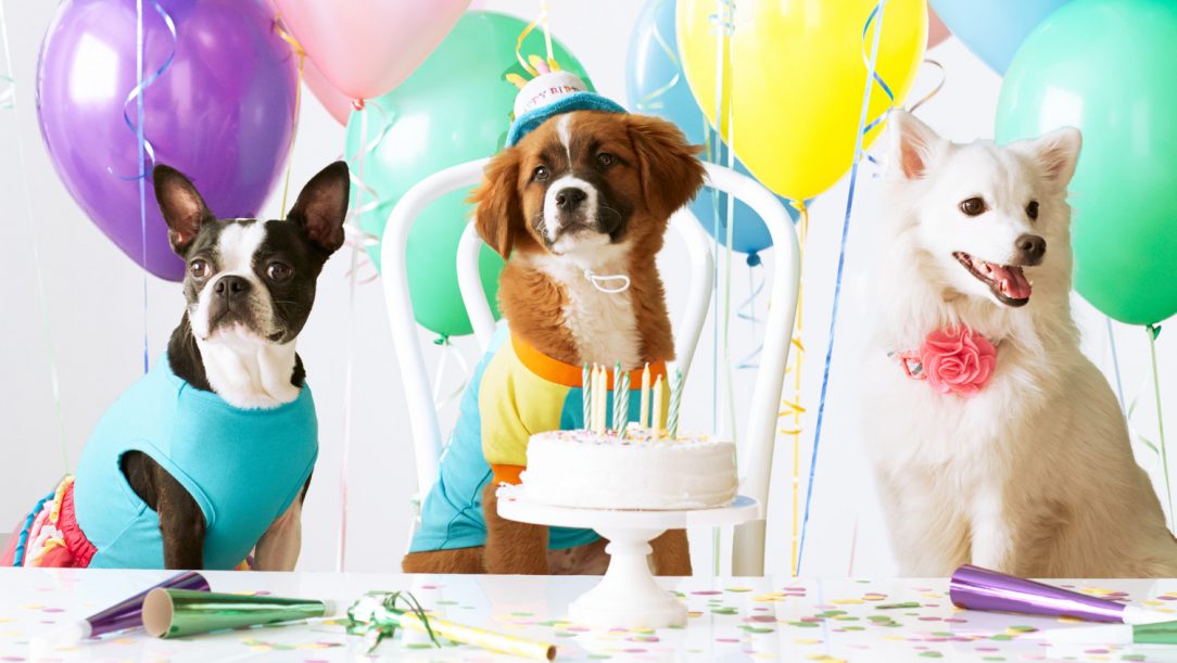 A pet's birthday party with balloons and cake