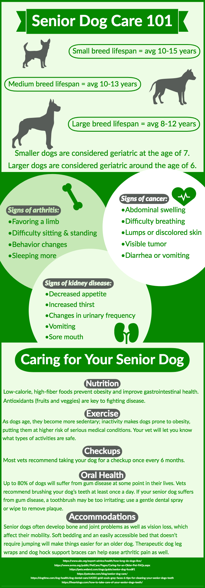 Senior Dog Care 101