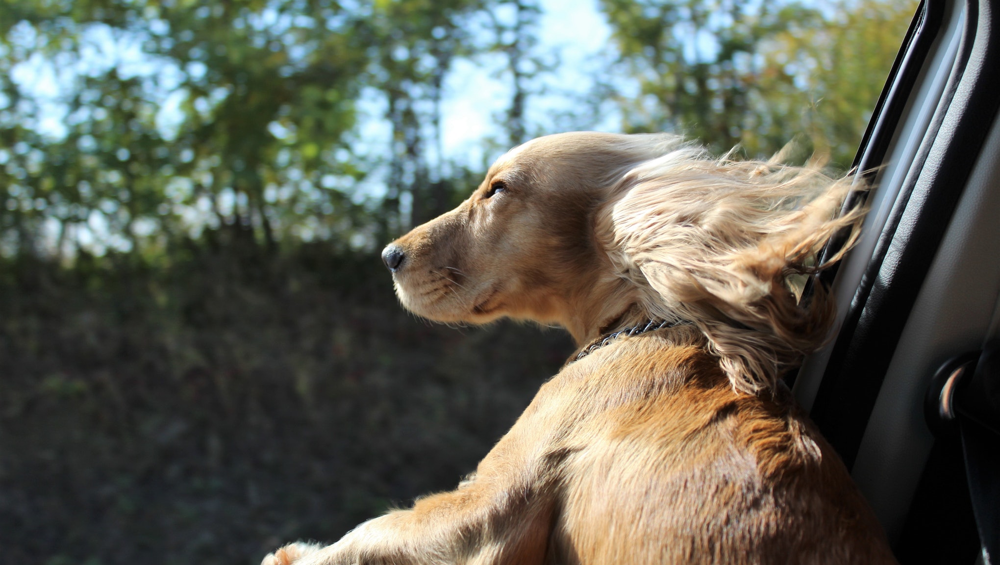 Tips for Moving with your Dog