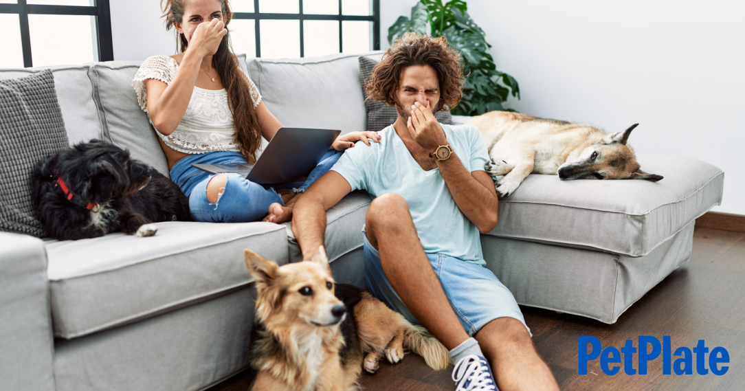 Blog What to Do When Your Dog Has Gas