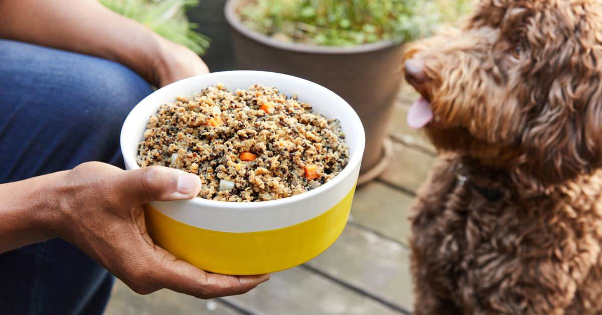 can dogs eat human food instead of dog food
