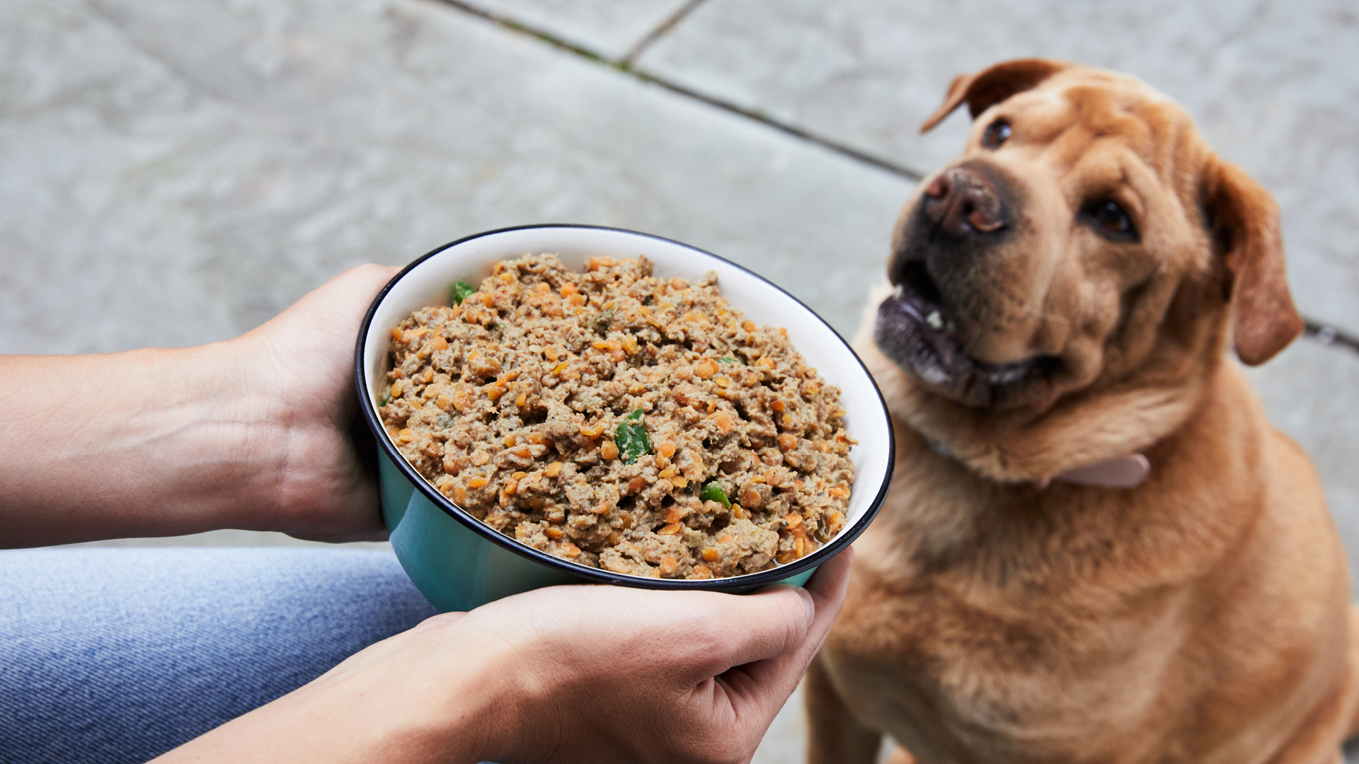 how to make dog food with chicken