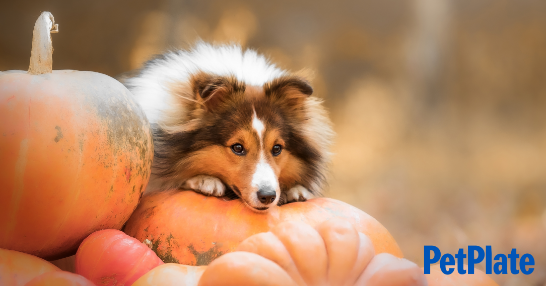 Blog 7 Best Pumpkin Spice Products for Dogs Who Love Fall