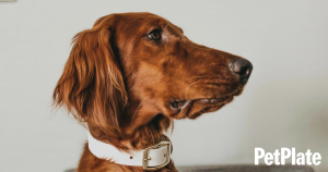 Blog Irish Setter Nutrition Guide