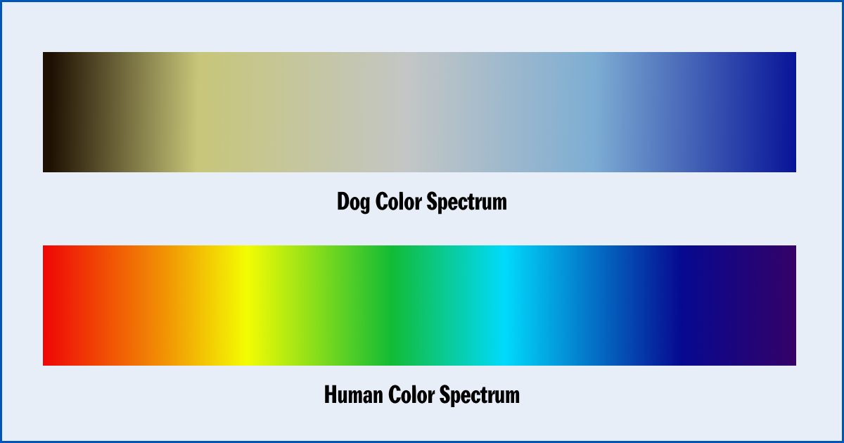 Can dog see color chart
