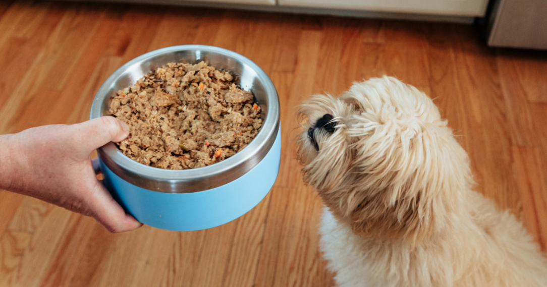 Dog Gut Health + How to Improve Your Dog’s Gut Microbiome PetPlate PetPlate