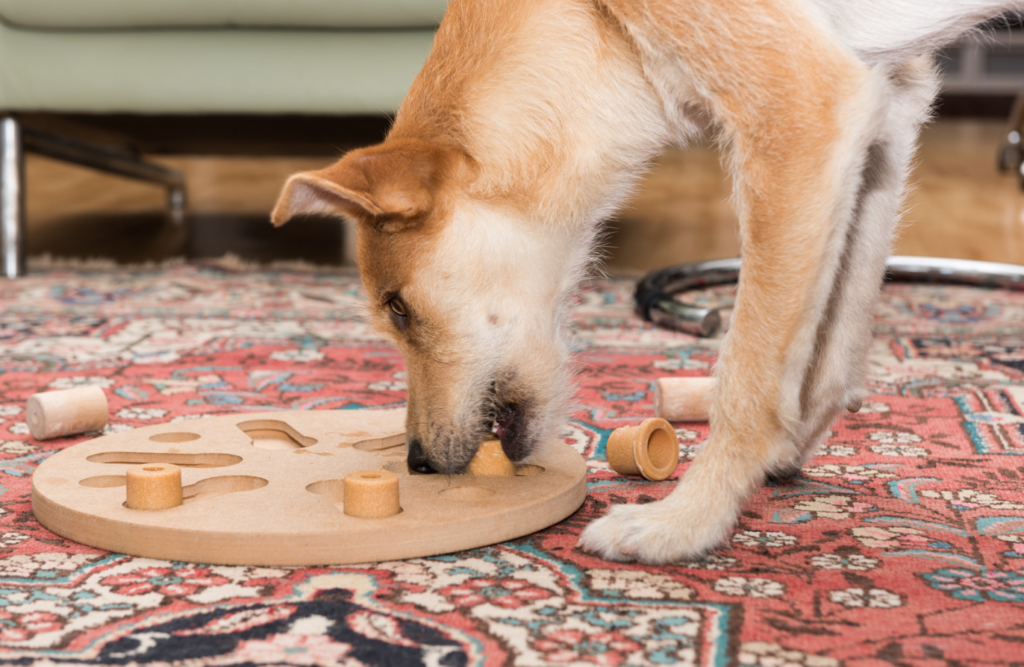 dog with puzzle