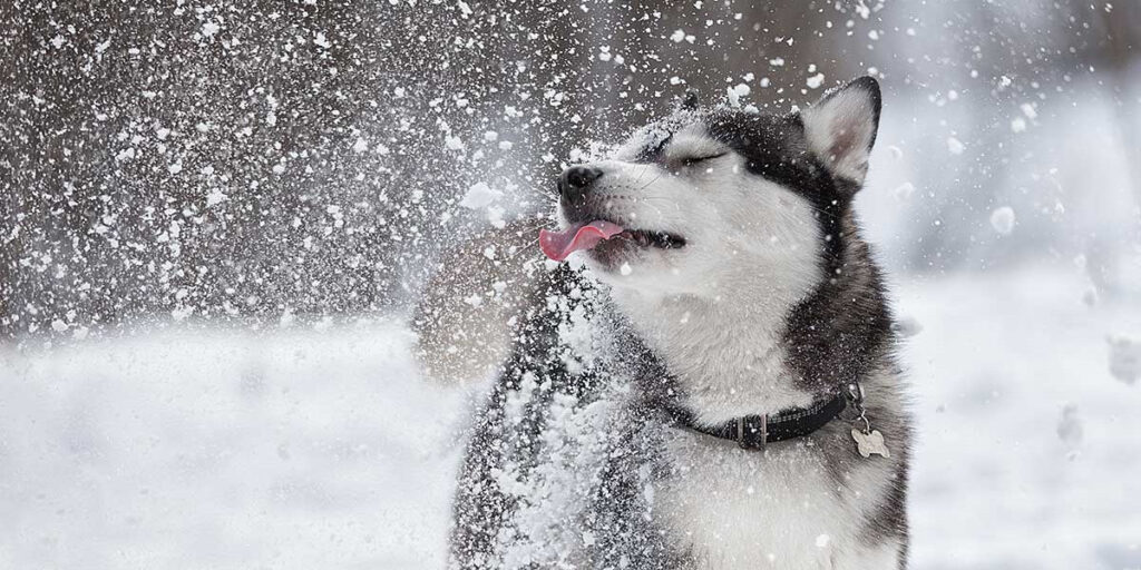 snow day 1