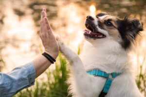 puppiesTOP (1)